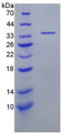 Figure 2. SDS-PAGE