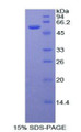 Figure 1. SDS-PAGE