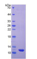 Figure 3. SDS-PAGE