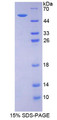 Figure 1. SDS-PAGE