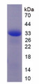 Figure 1. SDS-PAGE