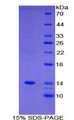 Figure 1. SDS-PAGE