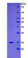 Figure 2. SDS-PAGE