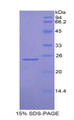 Figure 1. SDS-PAGE