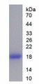 Figure 1. SDS-PAGE