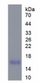 Figure 1. SDS-PAGE