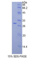 Figure 1. SDS-PAGE