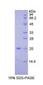 Figure 1. SDS-PAGE