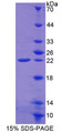 Figure 1. SDS-PAGE