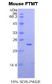 Figure 1. SDS-PAGE