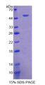 Figure 1. SDS-PAGE