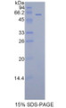 Figure 1. SDS-PAGE