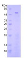 Figure 2. SDS-PAGE