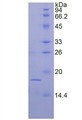 Figure 2. SDS-PAGE