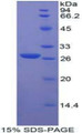 Figure 1. SDS-PAGE