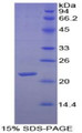 Figure 1. SDS-PAGE