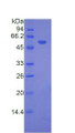 Figure 2. SDS-PAGE