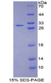 Figure 1. SDS-PAGE