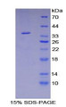 Figure 1. SDS-PAGE