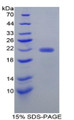 Figure 1. SDS-PAGE