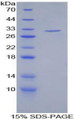 Figure 1. SDS-PAGE