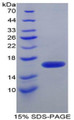 Figure 1. SDS-PAGE