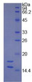 Figure 1. SDS-PAGE