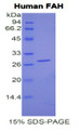 Figure 1. SDS-PAGE