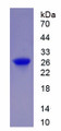 Figure 1. SDS-PAGE