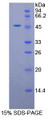 Figure 1. SDS-PAGE