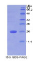 Figure 1. SDS-PAGE