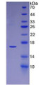 Figure 3. SDS-PAGE