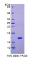 Figure 1. SDS-PAGE