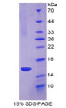 Figure 1. SDS-PAGE