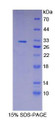 Figure 1. SDS-PAGE