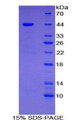 Figure 1. SDS-PAGE