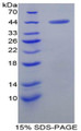 Figure 1. SDS-PAGE