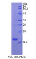 Figure 1. SDS-PAGE