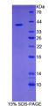 Figure 1. SDS-PAGE