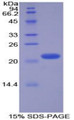 Figure 1. SDS-PAGE