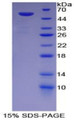 Figure 1. SDS-PAGE