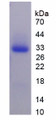 Figure 1. SDS-PAGE