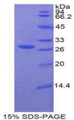 Figure 1. SDS-PAGE