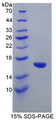 Figure 1. SDS-PAGE