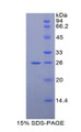 Figure 1. SDS-PAGE