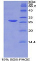 Figure 1. SDS-PAGE