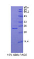 Figure 1. SDS-PAGE