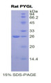 Figure 1. SDS-PAGE