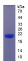 Figure 3. SDS-PAGE