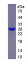 Figure 1. SDS-PAGE